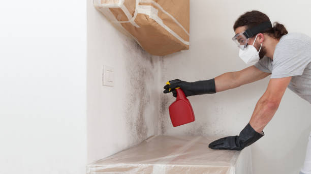 Professional Black Mold Remediation technician working in Millwood, WA